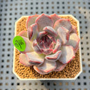 Echeveria 'Black Orchid' 1"-2" Succulent Plant Cutting