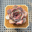 Echeveria 'Black Orchid' 1"-2" Succulent Plant Cutting