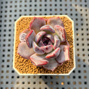 Echeveria 'Black Orchid' 1"-2" Succulent Plant Cutting