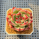Echeveria Agavoides 'Black Whale' 2" Succulent Plant Cutting