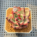 Echeveria Agavoides 'Black Whale' 2" Succulent Plant Cutting