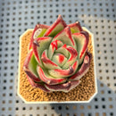 Echeveria Agavoides 'Black Whale' 2" Succulent Plant Cutting