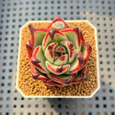 Echeveria Agavoides 'Black Whale' 2" Succulent Plant Cutting