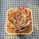 Echeveria Agavoides 'Black Whale' 2" Succulent Plant Cutting