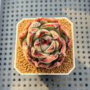 Echeveria Agavoides 'Black Whale' 2" Succulent Plant Cutting