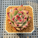 Echeveria Agavoides 'Black Whale' 2" Succulent Plant Cutting