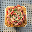 Echeveria Agavoides 'Black Whale' 2" Succulent Plant Cutting