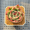 Echeveria Agavoides 'Black Whale' 2" Succulent Plant Cutting