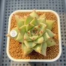 Echeveria Agavoides 'Sensation' 2" Succulent Plant Cutting
