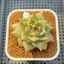 Echeveria Agavoides 'Sensation' 2" Succulent Plant Cutting