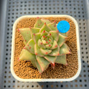 Echeveria Agavoides 'Sensation' 2" Succulent Plant Cutting