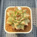 Echeveria Agavoides 'Sensation' 2" Succulent Plant Cutting