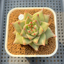Echeveria Agavoides 'Sensation' 2" Succulent Plant Cutting