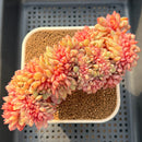 Echeveria 'Salu' Crested 7"-8" Succulent Plant Cutting