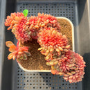 Echeveria 'Salu' Crested 6"+ Succulent Plant Cutting