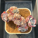 Echeveria 'Cassyz Winter' Crested 3"-4" Succulent Plant Cutting