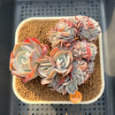 Echeveria 'Cassyz Winter' Crested 3"-4" Succulent Plant Cutting