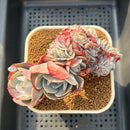 Echeveria 'Cassyz Winter' Crested 3"-4" Succulent Plant Cutting