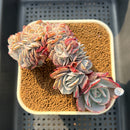 Echeveria 'Cassyz Winter' Crested 3"-4" Succulent Plant Cutting
