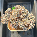 Pachyphytum 'Hong Miin' Crested 5" Succulent Plant Cutting