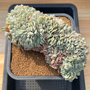 Echeveria 'Raffine' Crested 8"-10" Succulent Plant Cutting