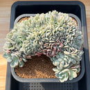 Echeveria 'Raffine' Crested 8"-10" Succulent Plant Cutting
