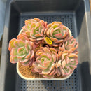 Echeveria 'Luella' Crested Variegated 3" Succulent Plant Cutting