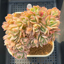 Echeveria 'Luella' Crested Variegated 3" Succulent Plant Cutting
