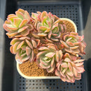 Echeveria 'Luella' Crested Variegated 3" Succulent Plant Cutting