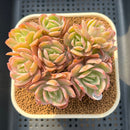 Echeveria 'Luella' Crested Variegated 3" Succulent Plant Cutting