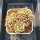 Echeveria 'Luella' Crested Variegated 3" Succulent Plant Cutting