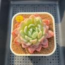 Echeveria 'White Rose' 2"-3" Succulent Plant Cutting