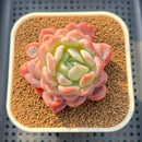 Echeveria 'White Rose' 2"-3" Succulent Plant Cutting