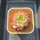 Echeveria 'White Rose' 2"-3" Succulent Plant Cutting