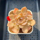 Echeveria 'Hwansa' 2'-3" Succulent Plant Cutting