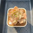 Echeveria 'Hwansa' 2'-3" Succulent Plant Cutting