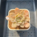 Echeveria 'Hwansa' 2'-3" Succulent Plant Cutting