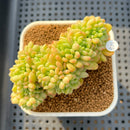 Sedum 'Shangri-La' Crested 4" Succulent Plant Cutting