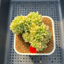 Sedum 'Shangri-La' Crested 4" Succulent Plant Cutting
