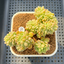 Sedum 'Shangri-La' Crested 4" Succulent Plant Cutting