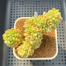 Sedum 'Shangri-La' Crested 4" Succulent Plant Cutting