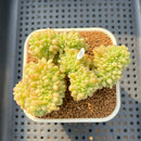 Sedum 'Shangri-La' Crested 4" Succulent Plant Cutting