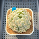 Echeveria 'Moon Spirit' Variegated 2'-3" Succulent Plant Cutting