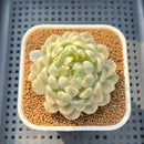 Echeveria 'Moon Spirit' Variegated 2'-3" Succulent Plant Cutting