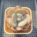 Graptoveria 'Lalla' 2"-3" Succulent Plant Cutting