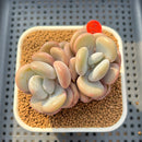 Graptoveria 'Lalla' 2"-3" Succulent Plant Cutting