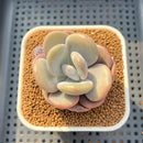 Graptoveria 'Lalla' 2"-3" Succulent Plant Cutting