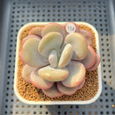 Graptoveria 'Lalla' 2"-3" Succulent Plant Cutting
