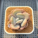 Graptoveria 'Lalla' 2"-3" Succulent Plant Cutting