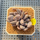 Pachyphytum 'Black Swan' 1"-2" Succulent Plant Cutting